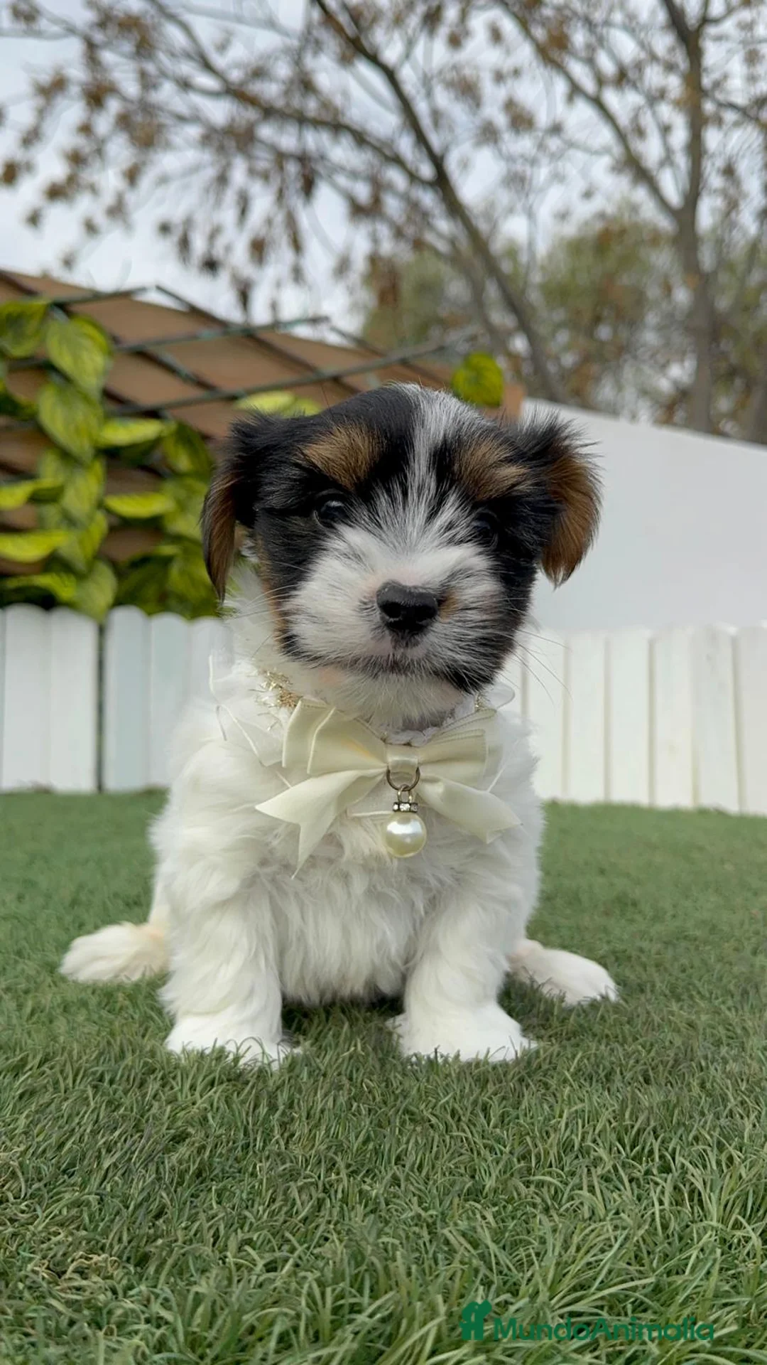 Yorkshire Terrier perros en venta: YORKSHIRE BIEWER - Anuncio 10