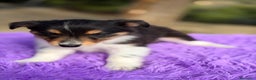 Border Collie perros en venta: Border collie tricolor  - Anuncio 2
