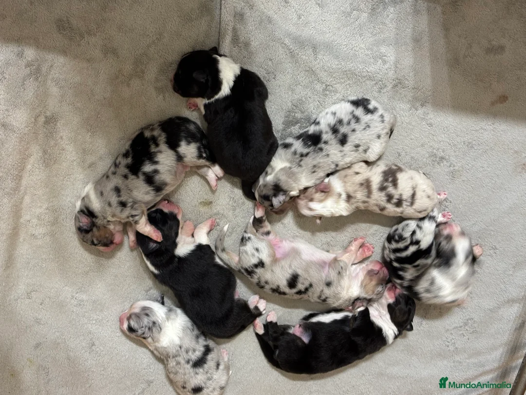 Pastor Australiano perros en venta: Cachorros pastor australiano  - Anuncio 7