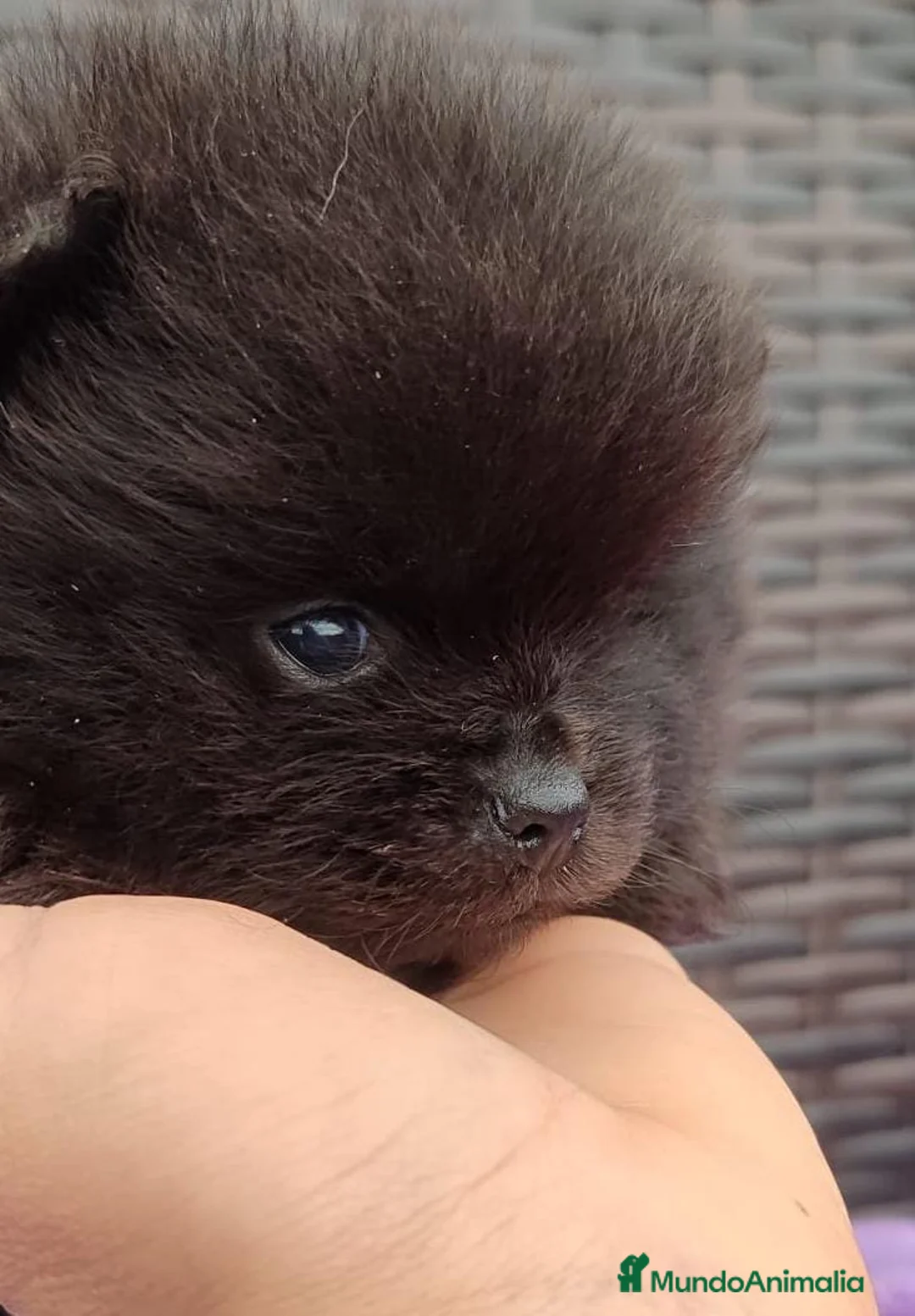 Pomerania perros en venta: Pomerania mini - Anuncio 2