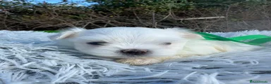 Bichón Maltés 2