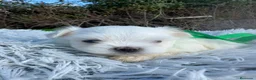 Bichón Maltés perros en venta: Cachorros Bichón Maltés Salamanca – Disponibles en Salamanca - Anuncio 5