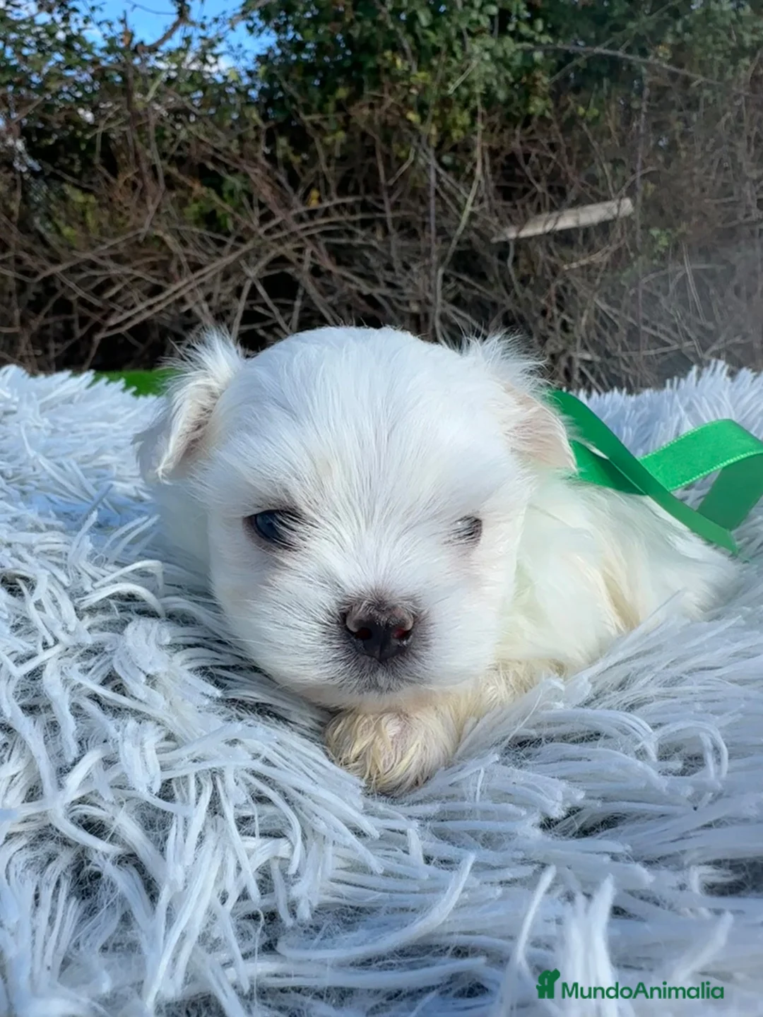 Bichón Maltés perros en venta: Cachorros Bichón Maltés Salamanca – Disponibles en Salamanca - Anuncio 5