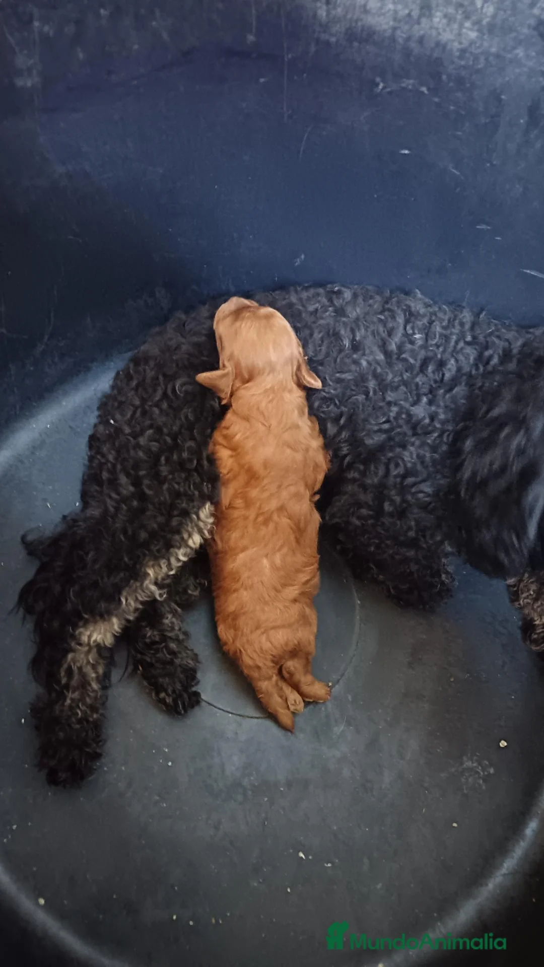 Caniche Toy perros en venta: Caniche toy rojo - Anuncio 2