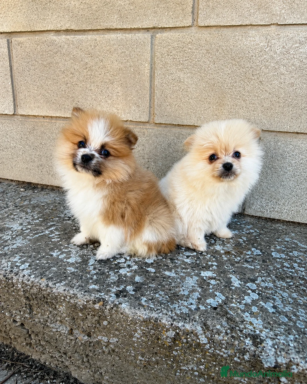 Pomerania perros en venta: Pomerania mini toy - Anuncio 1