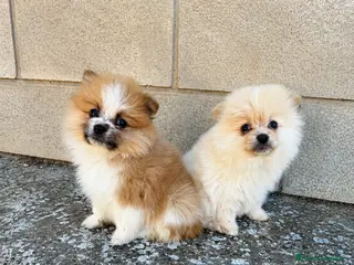 Pomerania perros Pomerania mini partí color - Anuncio 2