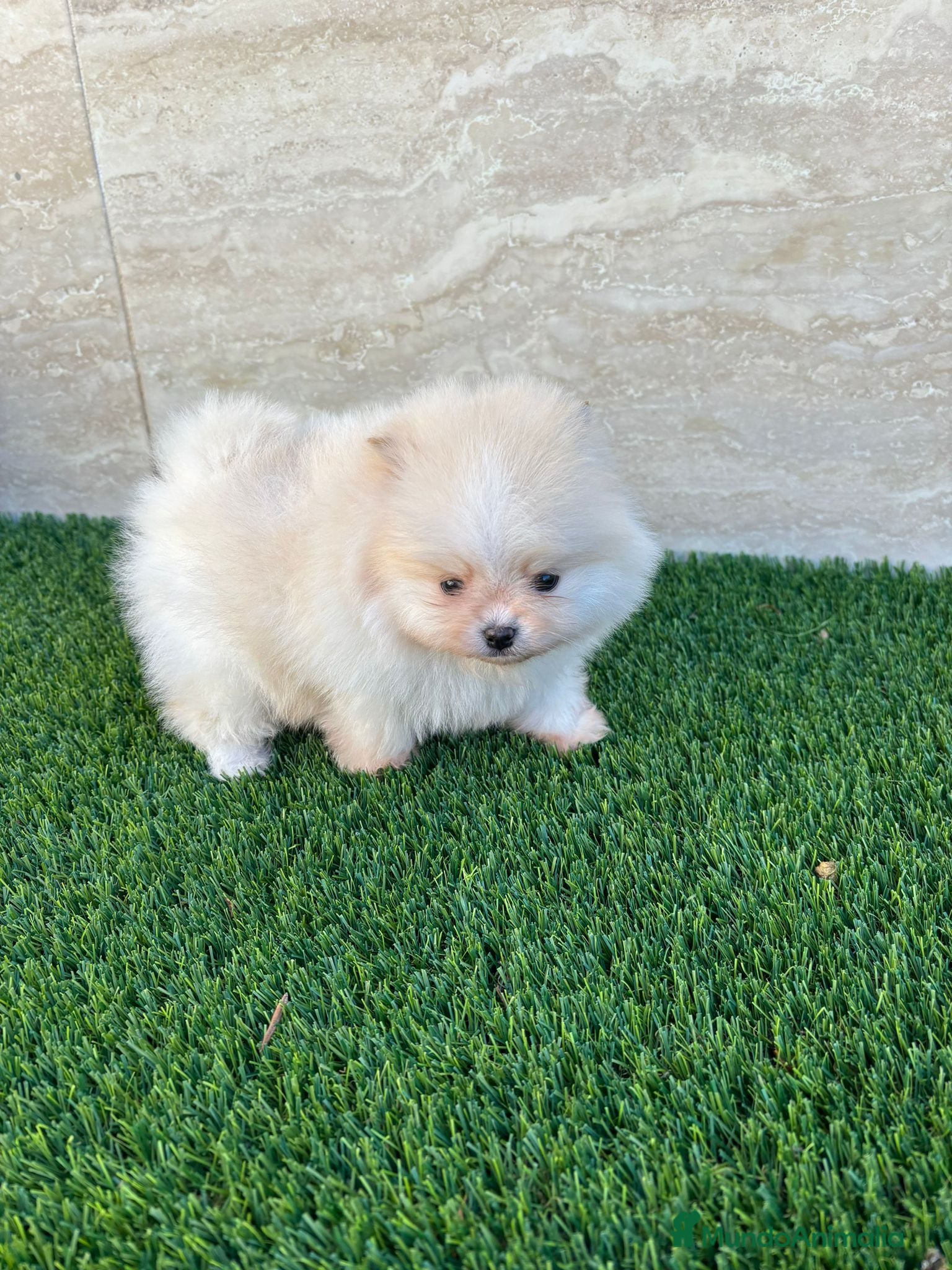 Pomerania perros POMERANIA BLANCO MACHO 🤍 - Anuncio 2