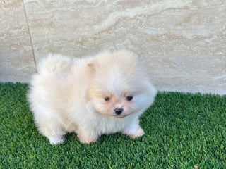 Pomerania perros POMERANIA BLANCO MACHO 🤍 - Anuncio 2