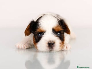 Biewer Yorkshire Terrier a la Pom Pon perros en Ciudad Real - Anuncio 3