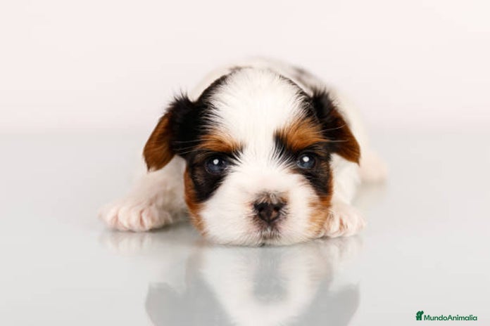 Biewer Yorkshire Terrier a la Pom Pon perros en Ciudad Real - Anuncio 3