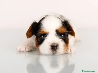 Biewer Yorkshire Terrier a la Pom Pon perros Cachorros biewer ! Macho disponible en Ciudad Real - Anuncio 20