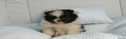 Pomerania perros en venta: CACHORROS DE POMERANIA  - Anuncio 14