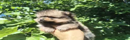 Pomerania perros en venta: Pomerania  - Anuncio 5