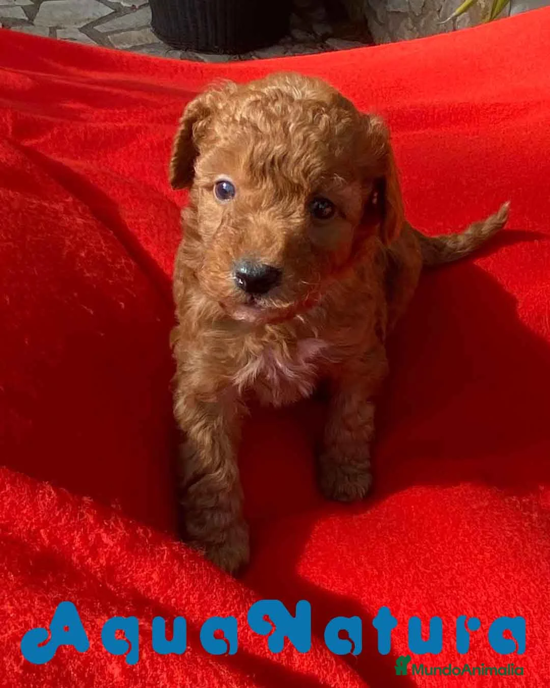 Caniche Toy perros en venta: Caniche Macho 7353 de Camila - AQUANATURA en Barcelona - Anuncio 5