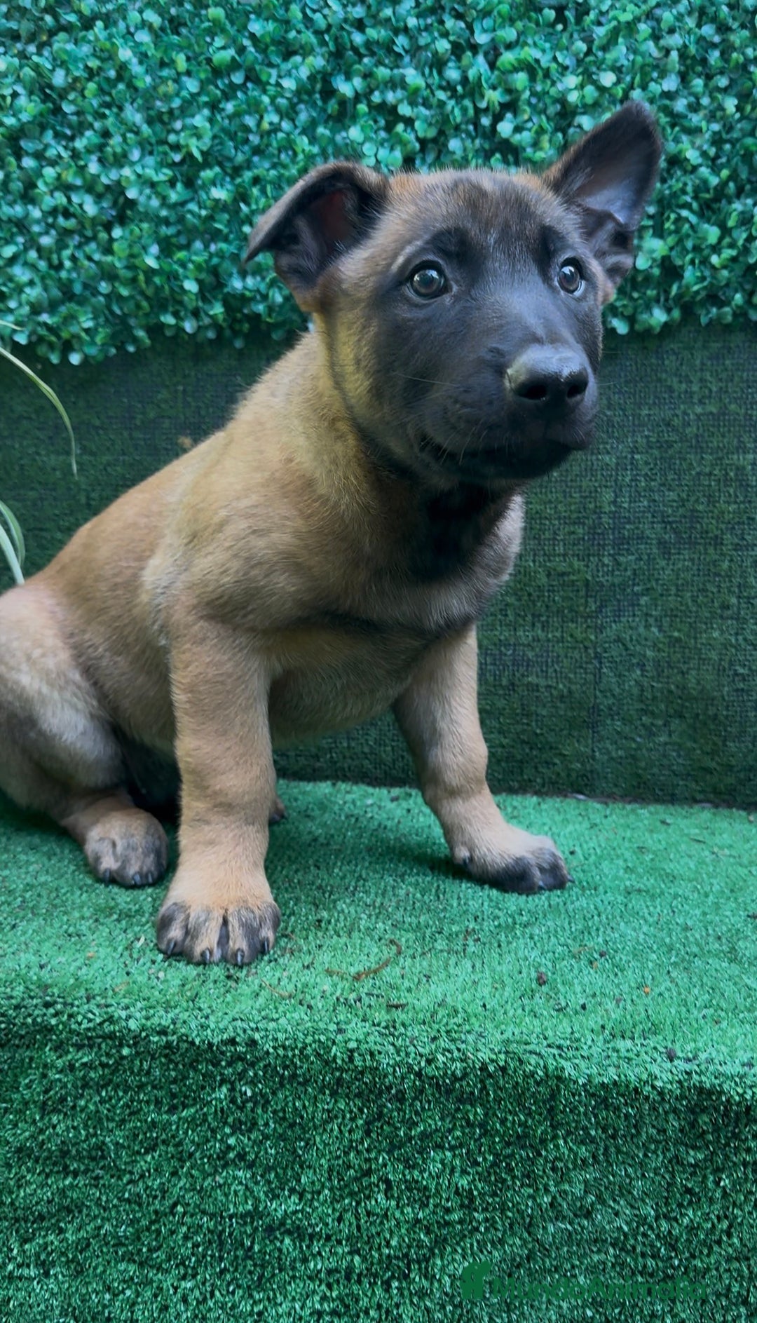 Pastor Belga Malinois perros en venta: Pastor Belga Malinois - Anuncio 35