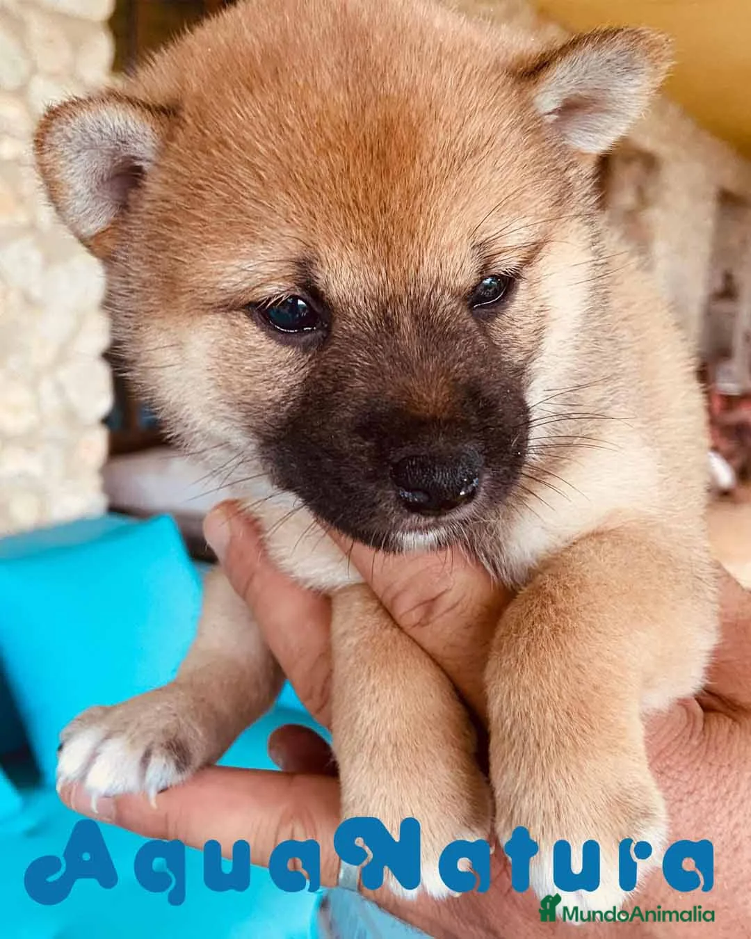 Shiba Inu perros en venta: Shiba Inu Hembra 1 de Magy - AQUANATURA en Barcelona - Anuncio 6