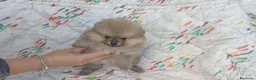 Pomerania perros en venta: POMERANIA LINDA HEMBRITA - Anuncio 4
