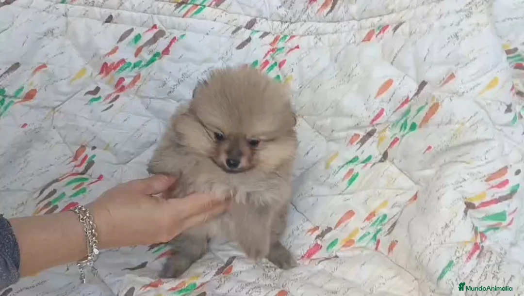 Pomerania perros en venta: POMERANIA LINDA HEMBRITA - Anuncio 4