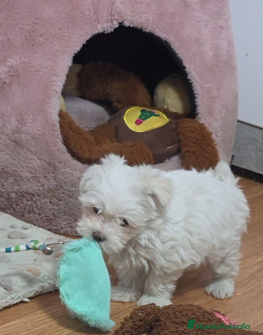 Bichón Maltés perros Preciosas Bichón Maltés miniatura  - Anuncio 2