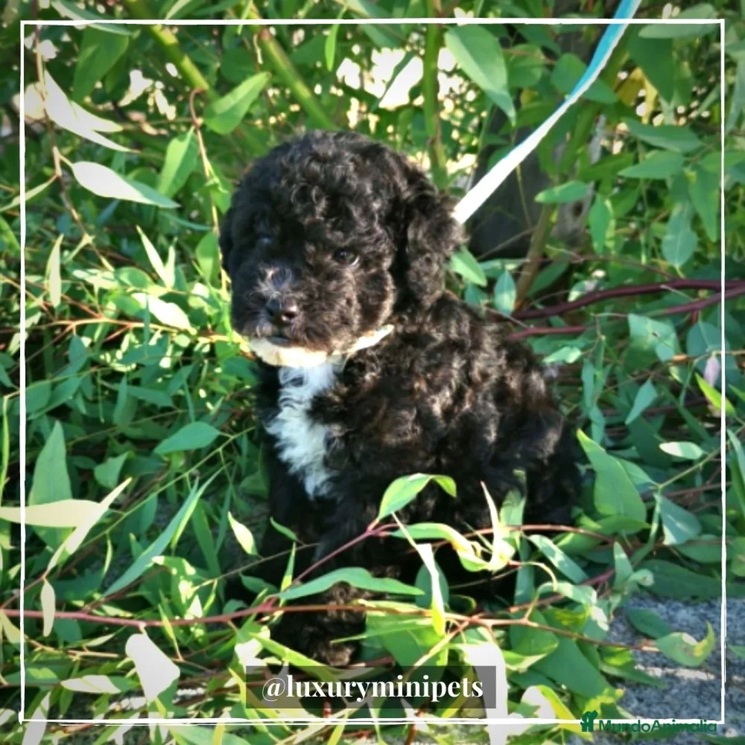 Caniche Enano perros en venta: Camada de Caniche tamaño Enano en Madrid - Anuncio 2