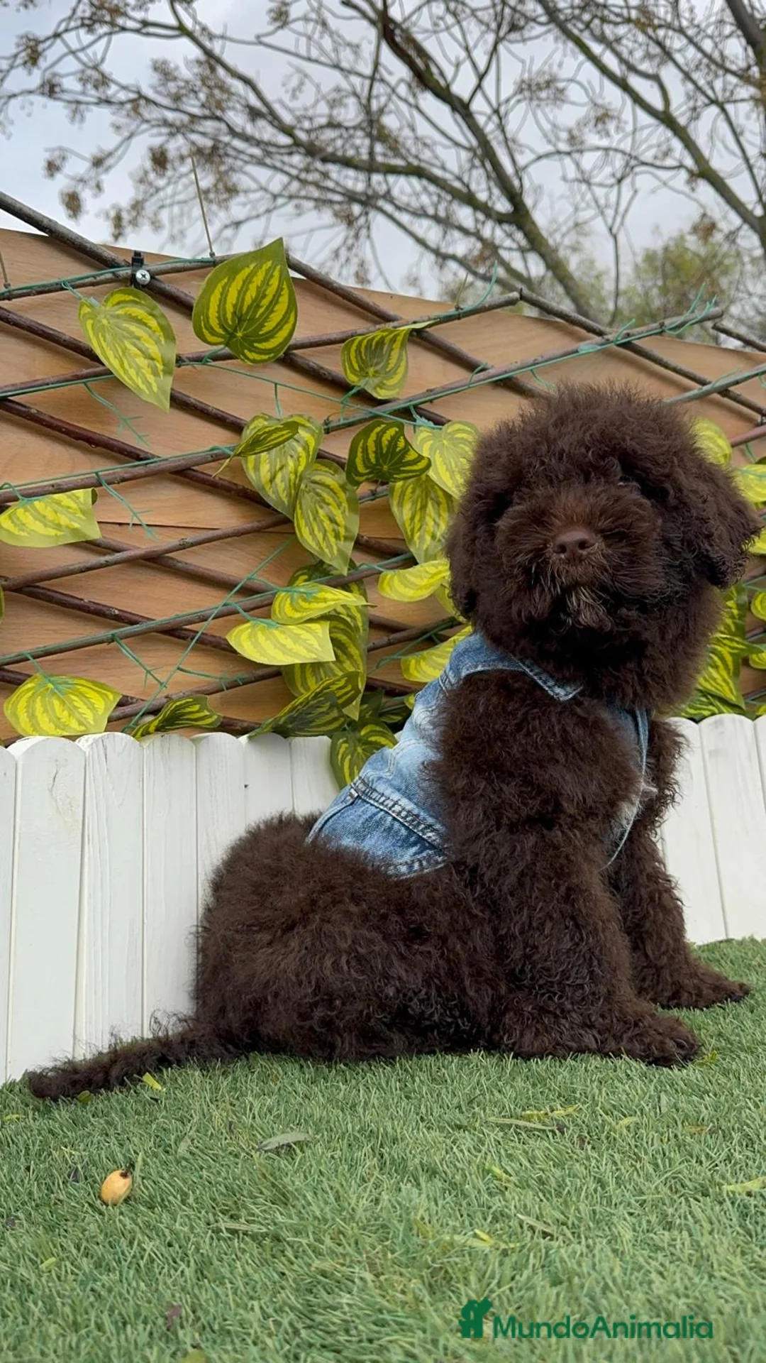 Perro de Agua Español perros en venta: PERRO DE AGUA  - Anuncio 3