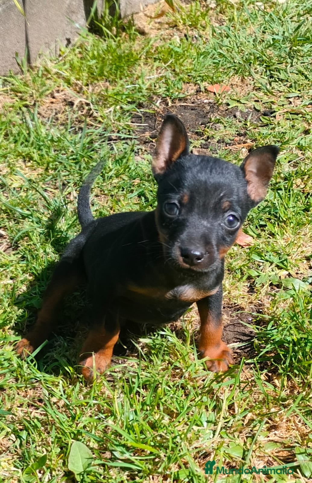 Pinscher Miniatura perros en venta: Mini pincher  - Anuncio 3