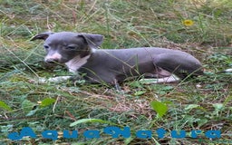 Pequeño Lebrel Italiano perros en venta: Lebrel Italiano Hembra 3 AQUANATURA - Imagen 1
