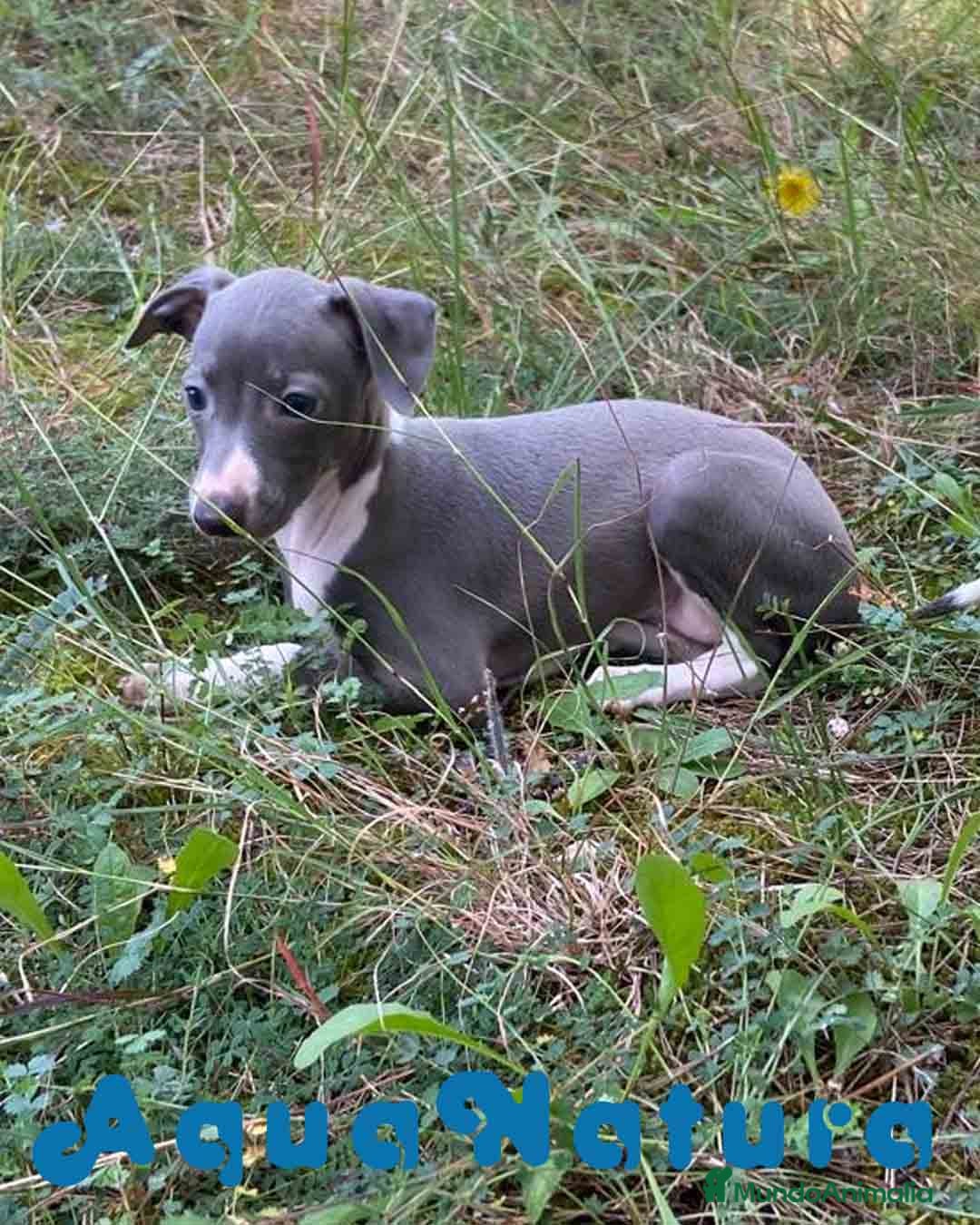 Pequeño Lebrel Italiano perros en venta: Lebrel Italiano Hembra 3 AQUANATURA - Imagen 1