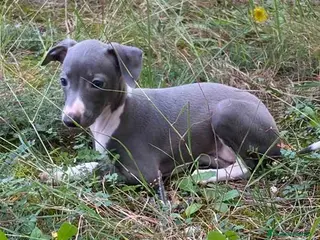 Pequeño Lebrel Italiano perros Lebrel Italiano Hembra 3 AQUANATURA - Anuncio 13