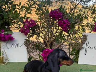 Teckel Miniatura perros Teckel macho negro fuego mini - Anuncio 1