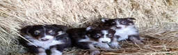 Border Collie perros en venta: Border collies tricolores de calidad  - Anuncio 12