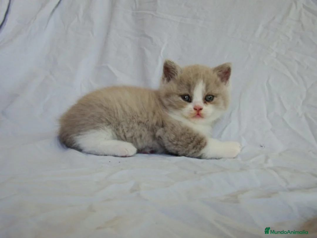 Imagen de galería {{count}}