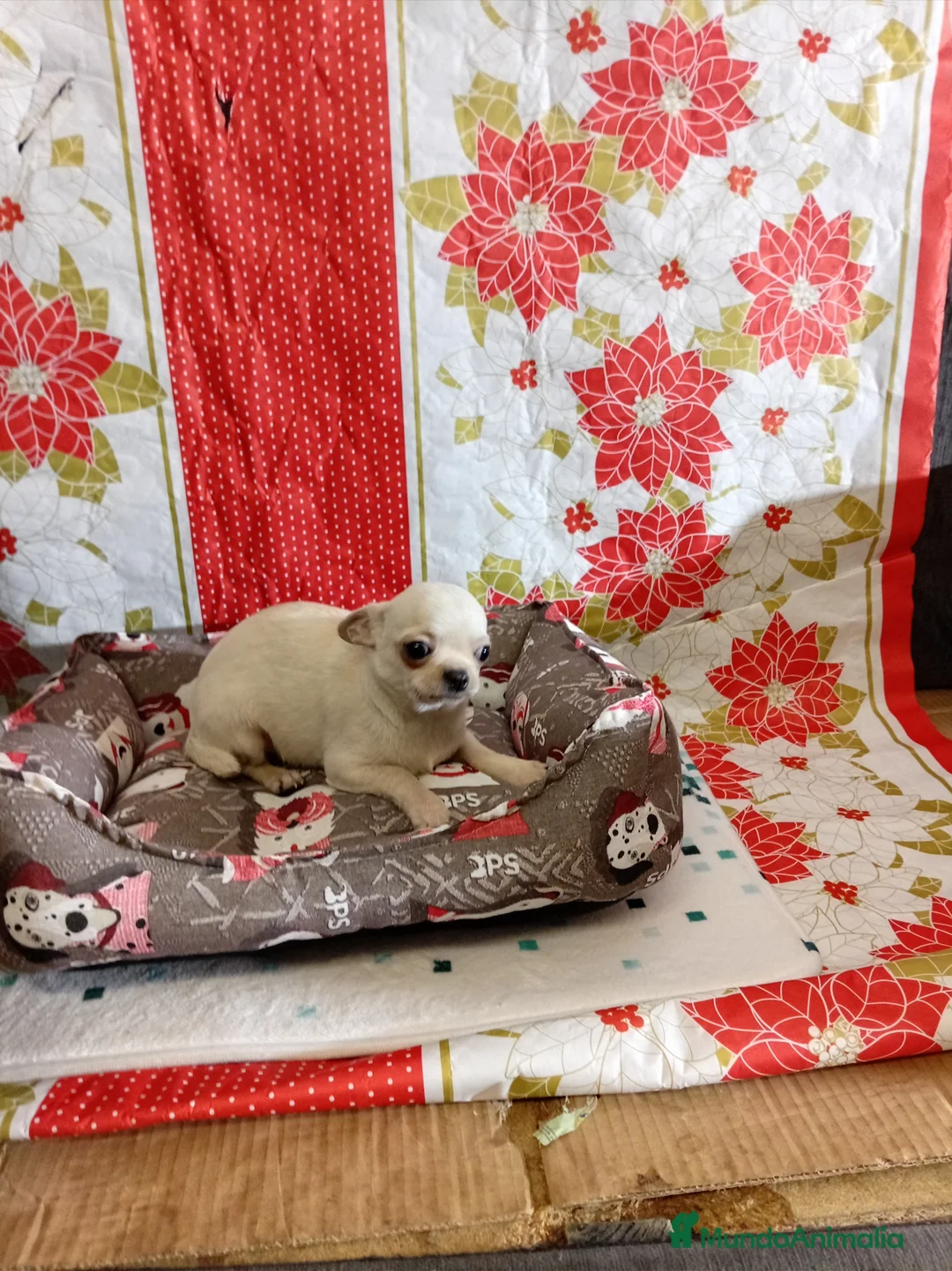 Chihuahua perros en venta: Chihuahuas toy - Anuncio 11