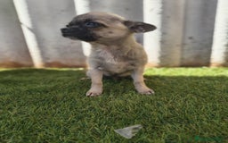 Chihuahua perros en venta: Chihuahua toy Cabeza manzana - Imagen 6
