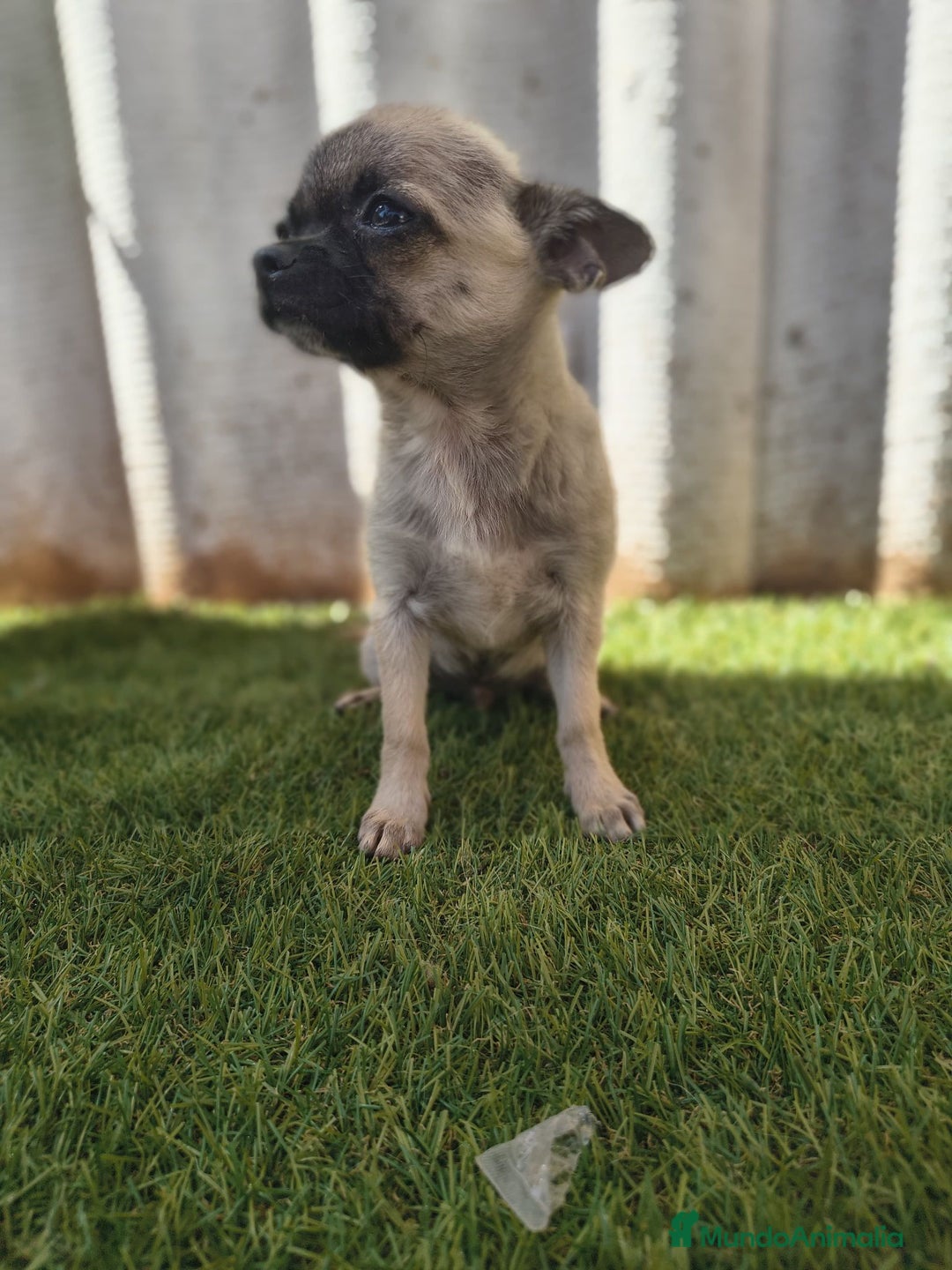 Chihuahua perros en venta: Chihuahua toy Cabeza manzana - Imagen 6