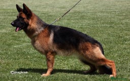 Pastor Alemán perros en venta: ! Próxima camada Pastores Alemanes Competición  - Imagen 5