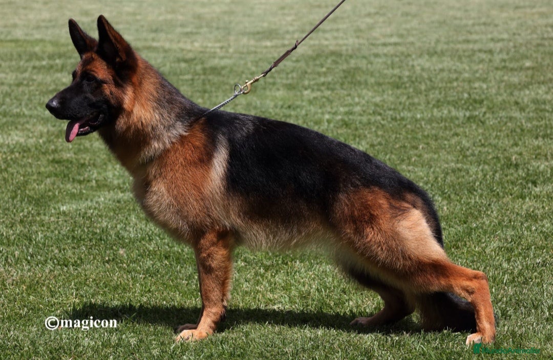 Pastor Alemán perros en venta: ! Próxima camada Pastores Alemanes Competición  - Imagen 5