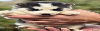 Husky Siberiano Cachorro 1