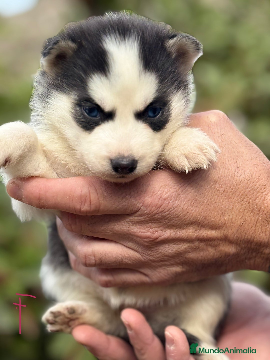 Husky Siberiano perros en venta: CAMADA HUSKY SIBERIANO - Anuncio 2