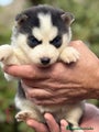 Husky Siberiano Cachorro 1