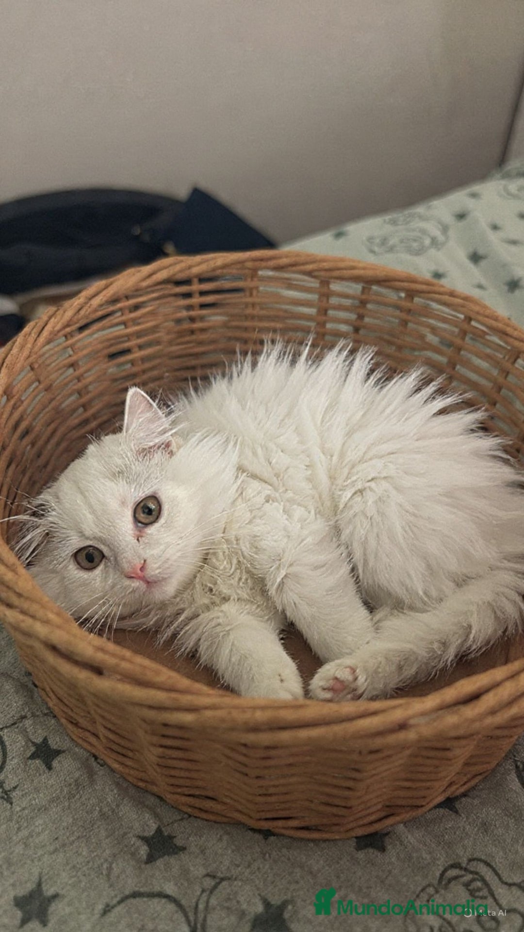 Británico de Pelo Largo gatos en venta: British longhair - Anuncio 2