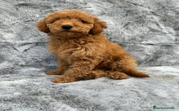 Caniche Enano perros en venta: Caniches miniatura - Imagen 3