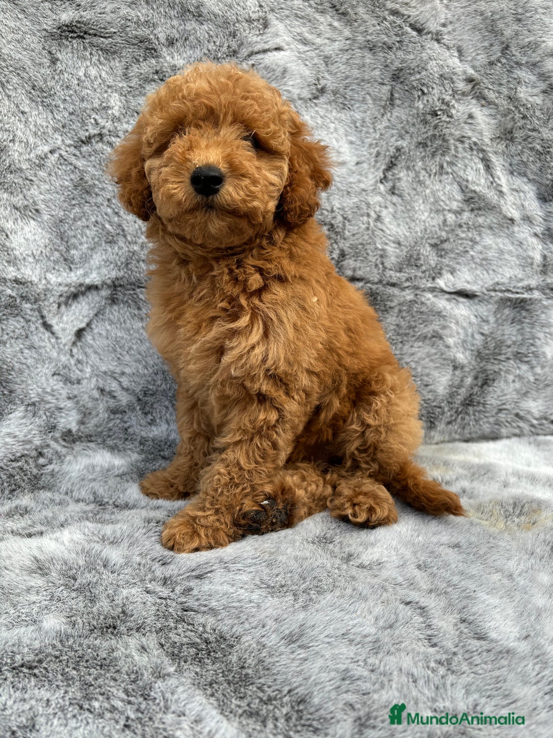 Caniche Enano perros en venta: Caniches miniatura - Imagen 3