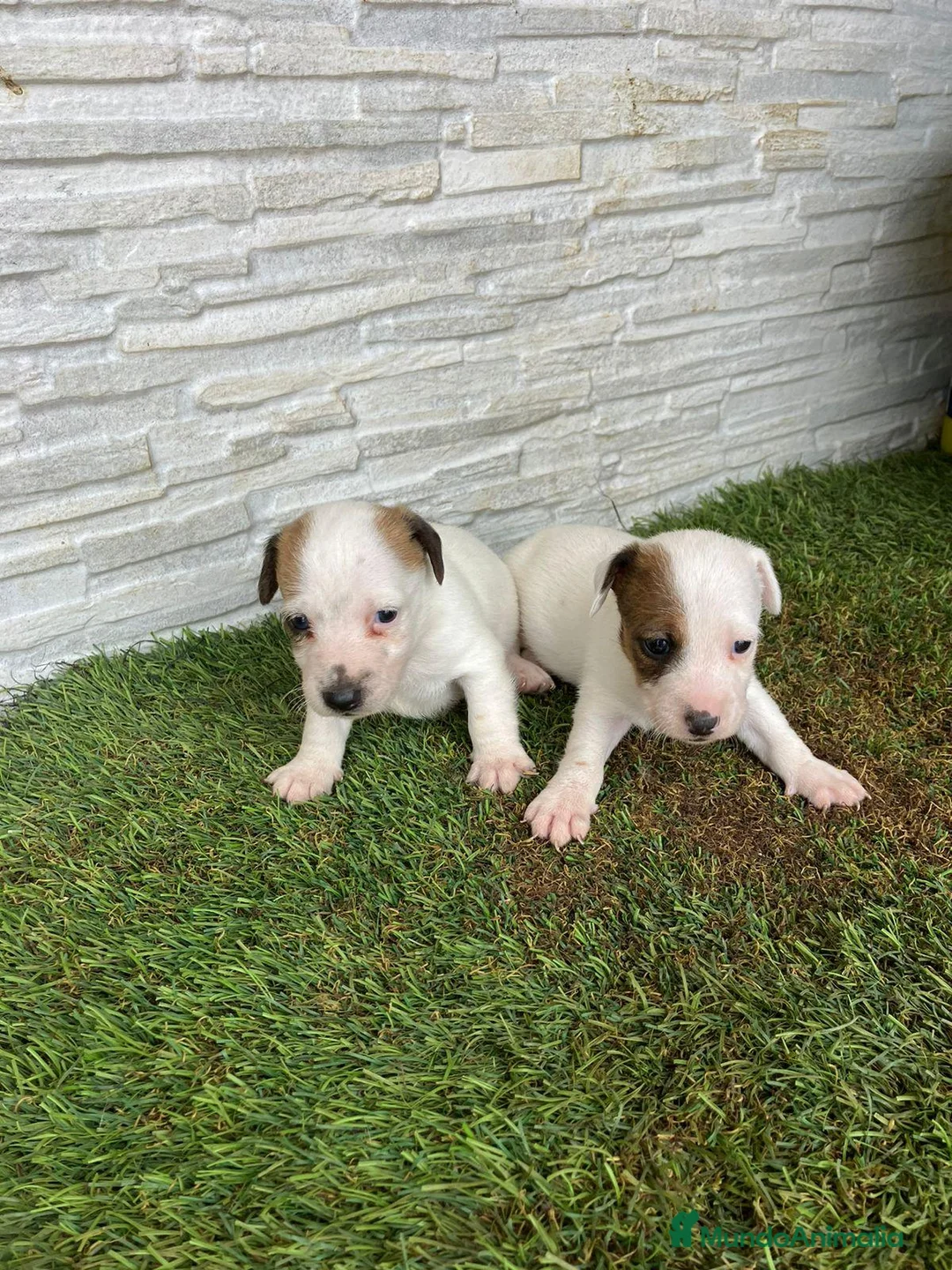 Jack Russell Terrier perros en venta: Jack Russell  - Anuncio 3