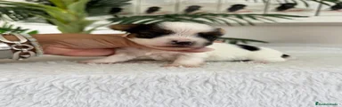 Yorkshire Terrier 1