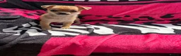 Chihuahua perros en venta: Chihuahua toy macho y hembra  en Barcelona - Anuncio 1