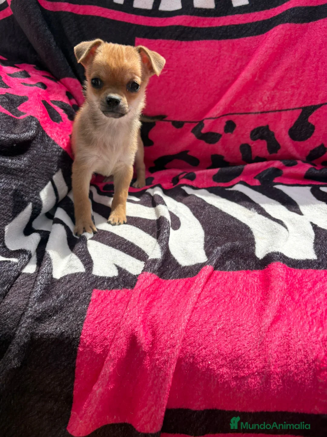 Chihuahua perros en venta: Chihuahua toy macho y hembra  en Barcelona - Anuncio 1