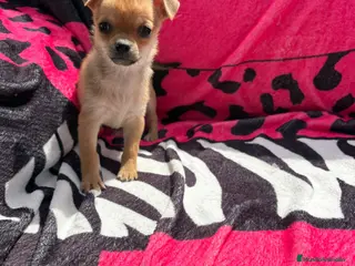 Chihuahua perros Chihuahua toy macho y hembra - Anuncio 1