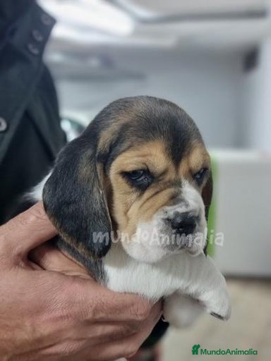 Imagen de galería {{count}}