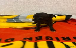 Chihuahua perros en venta: Chihuahua toy - Imagen 25